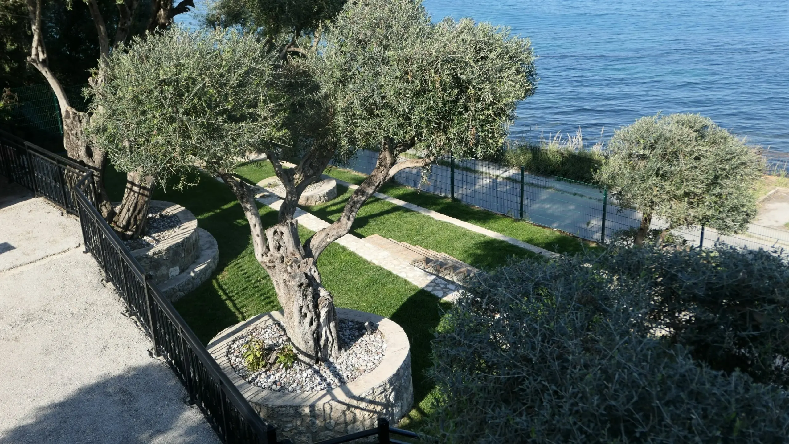 Chillout Luxury Apartments Korfu – Alter Olivenbaum Detailansicht